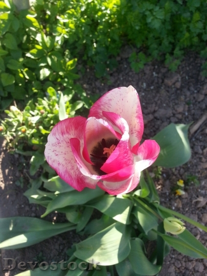 Devostock Tulip Flower Blossom Bloom 5