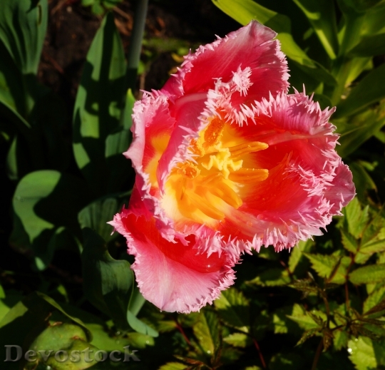 Devostock Tulip Flower Blossom Bloom 51