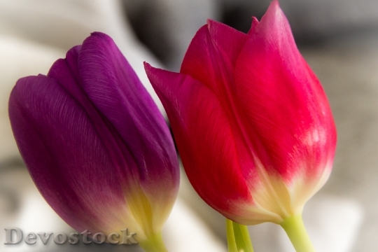 Devostock Tulip Flower Blossom Bloom 54