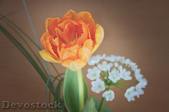 Devostock Tulip Flower Blossom Bloom 55