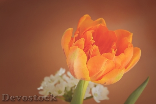Devostock Tulip Flower Blossom Bloom 56