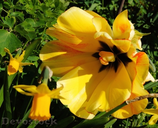 Devostock Tulip Flower Blossom Bloom 6