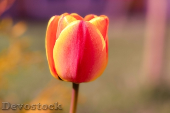 Devostock Tulip Flower Blossom Bloom 61
