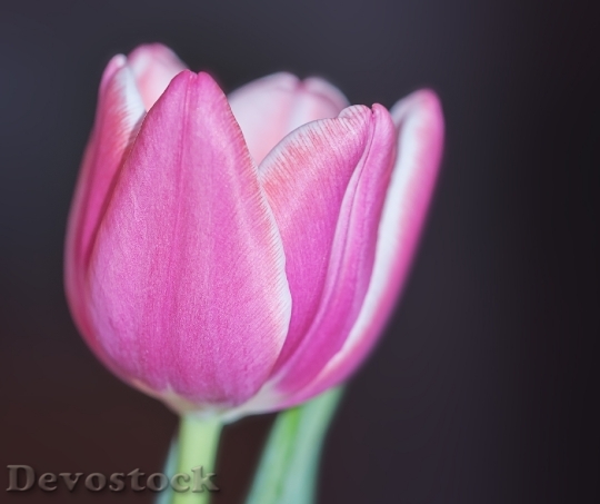 Devostock Tulip Flower Blossom Bloom 63
