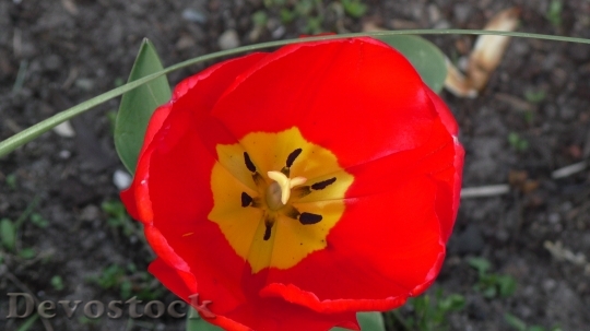 Devostock Tulip Flower Blossom Bloom 68