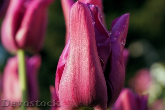 Devostock Tulip Flower Blossom Bloom 70
