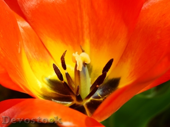 Devostock Tulip Flower Blossom Bloom 72
