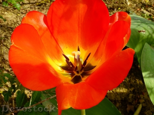 Devostock Tulip Flower Blossom Bloom 73