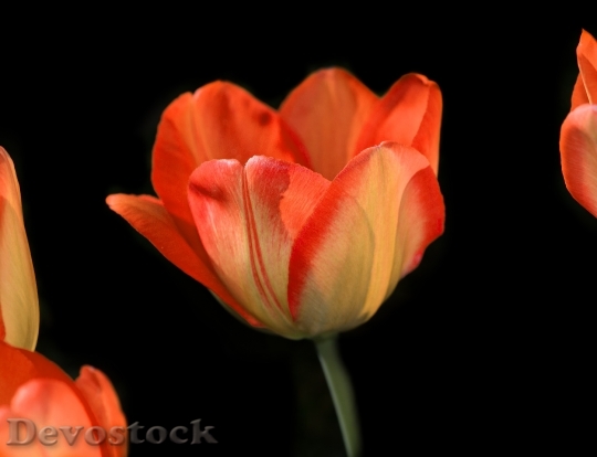 Devostock Tulip Flower Blossom Bloom 77