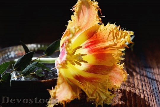 Devostock Tulip Flower Blossom Bloom 86