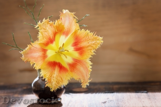 Devostock Tulip Flower Blossom Bloom 88