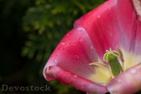 Devostock Tulip Flower Blossom Bloom 96