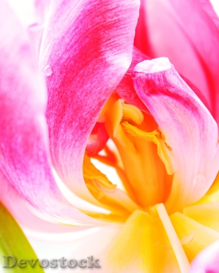 Devostock Tulip Flower Blossom Wild