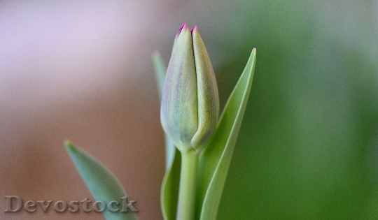Devostock Tulip Flower Closed Close