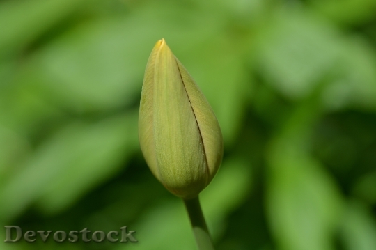 Devostock Tulip Flower Closed Closed
