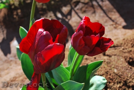 Devostock Tulip Flower Colourful Spring 0