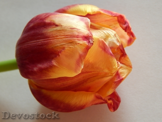 Devostock Tulip Flower Fading 1526336