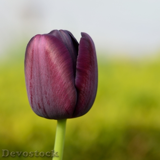 Devostock Tulip Flower Flowers 750456