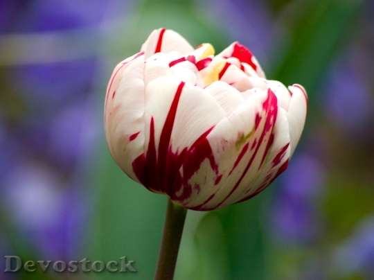 Devostock Tulip Flower Macro 659544