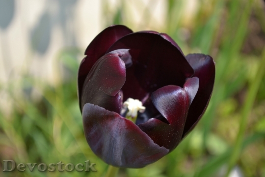 Devostock Tulip Flower Macro Tulips