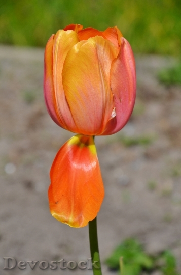 Devostock Tulip Flower Natural Nature
