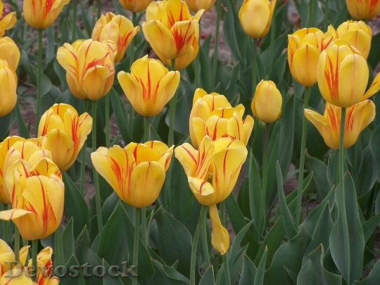 Devostock Tulip Flower Nature Park