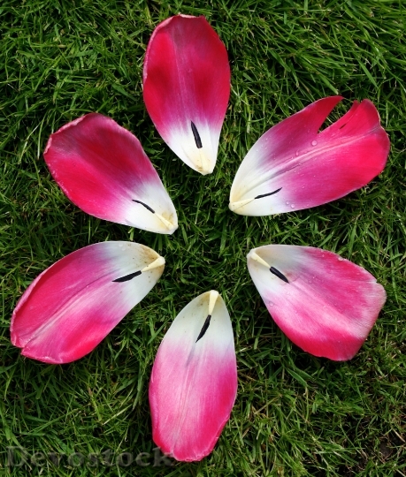 Devostock Tulip Flower Nature Pink 0