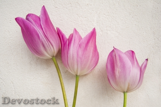 Devostock Tulip Flower Nature Pink