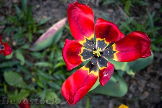 Devostock Tulip Flower Nature Spring 0