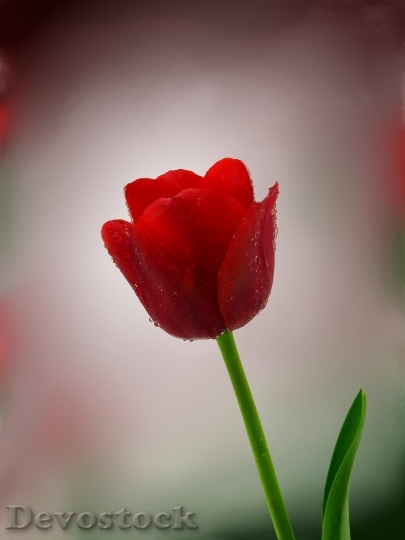 Devostock Tulip Flower Nature Spring 5