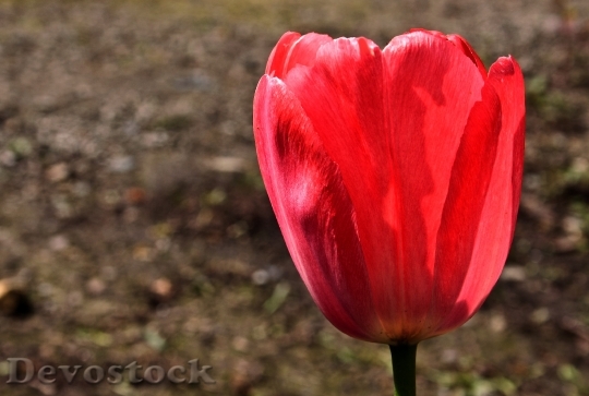 Devostock Tulip Flower Nature Spring