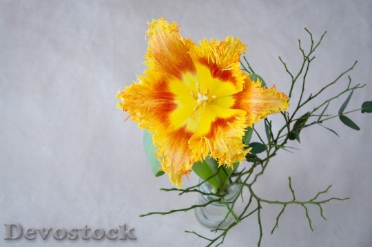 Devostock Tulip Flower Orange Yellow