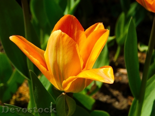 Devostock Tulip Flower Perennial Orange