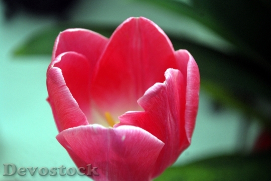 Devostock Tulip Flower Perennial Spring