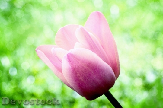 Devostock Tulip Flower Pink Blossom