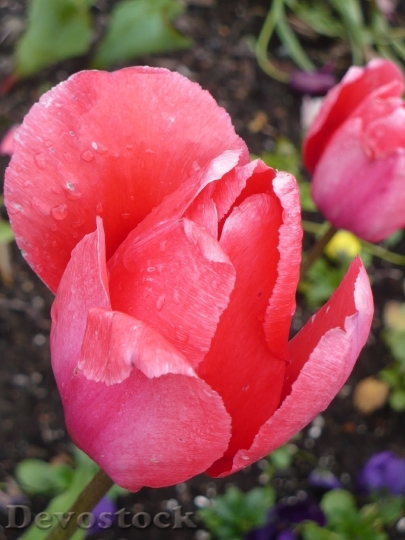 Devostock Tulip Flower Pink Close