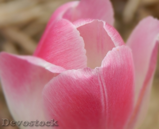 Devostock Tulip Flower Pink Spring 0