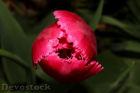 Devostock Tulip Flower Pink Spring 4