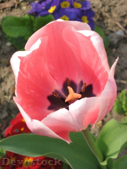 Devostock Tulip Flower Pink Tulips