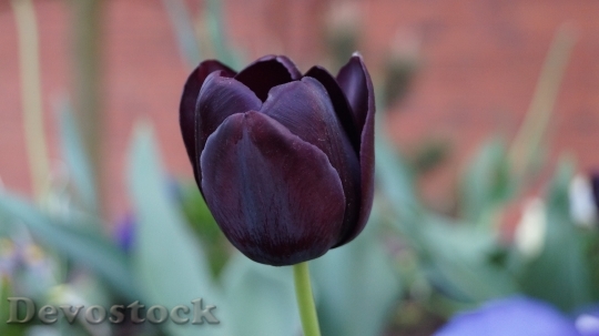Devostock Tulip Flower Plant Beauty