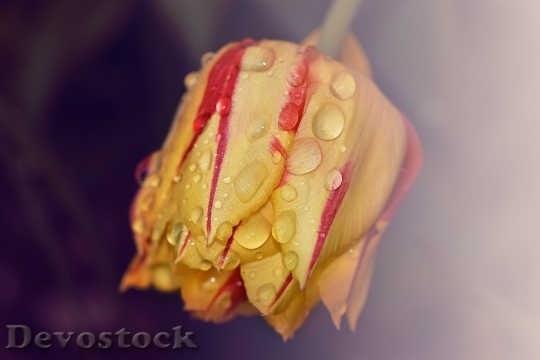 Devostock Tulip Flower Plant Blossom 0
