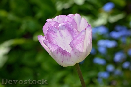 Devostock Tulip Flower Plant Blossom 1
