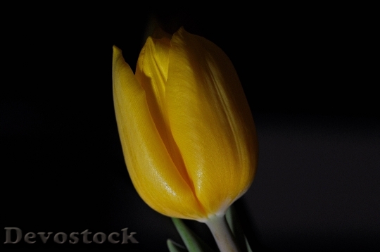 Devostock Tulip Flower Plant Blossom 2