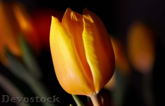 Devostock Tulip Flower Plant Blossom 3