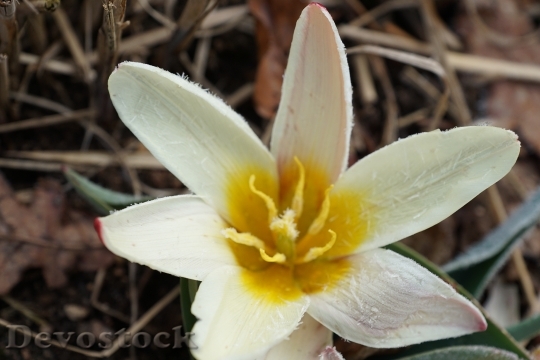 Devostock Tulip Flower Plant Blossom 5