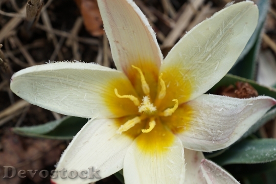Devostock Tulip Flower Plant Blossom 6