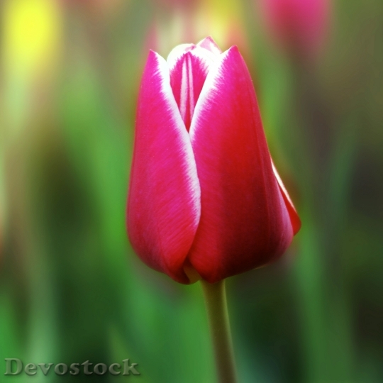 Devostock Tulip Flower Plant Garden