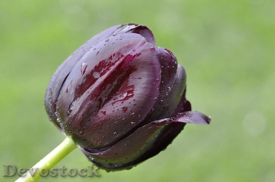 Devostock Tulip Flower Plant Schnittblume