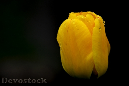 Devostock Tulip Flower Raindrops Nature