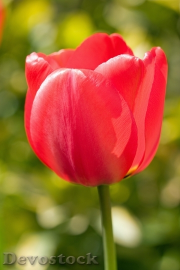Devostock Tulip Flower Red Beautiful